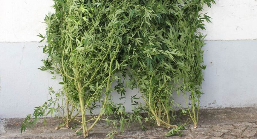 Viana: GNR detém mulher que cultivava canábis em residência Viana GNR detem mulher que cultivava canabis em residencia