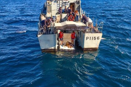 Ambiente Tartaruga Molly regressa ao oceano apos 20 anos de cuidados humanos