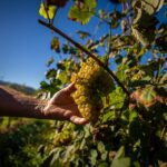 Economia Vinhos de Guimaraes chegam ao mercado da Coreia do Sul e do Japao