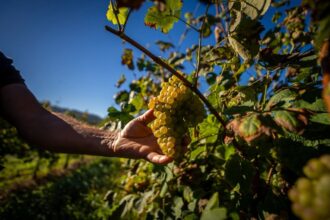 Economia Vinhos de Guimaraes chegam ao mercado da Coreia do Sul e do Japao