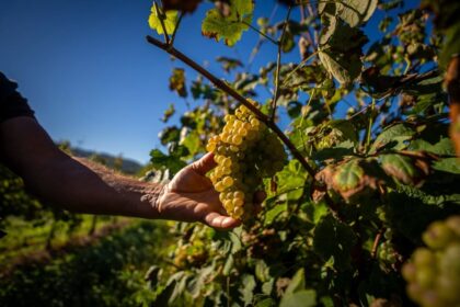 Economia Vinhos de Guimaraes chegam ao mercado da Coreia do Sul e do Japao