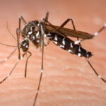 Mosquito tigre