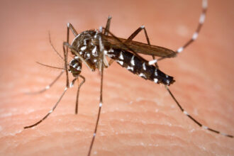 Mosquito tigre
