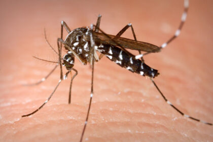 Mosquito tigre