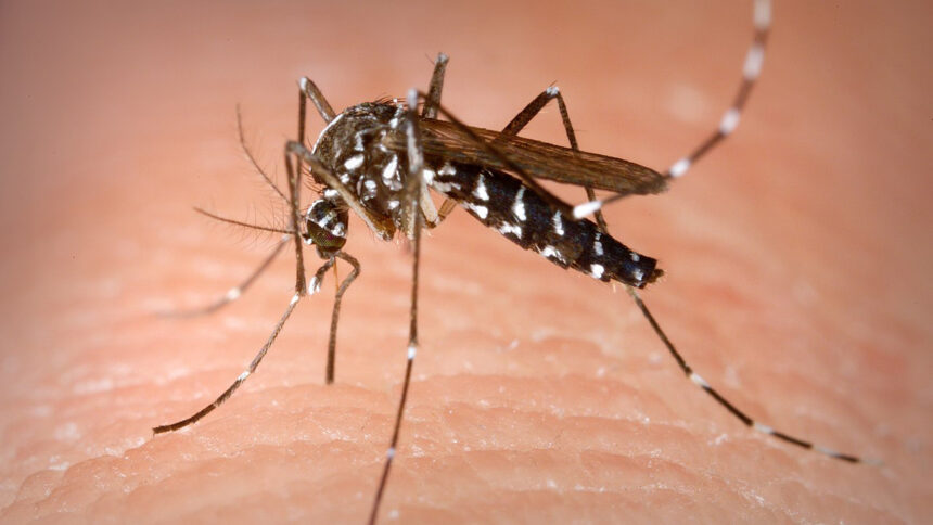 Braga e Amares: Mosquito-tigre detetado na região leva ULS a reforçar vigilância Mosquito tigre