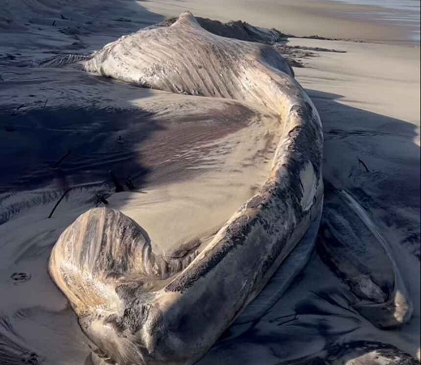 Ovar Carcaca de baleia com 20 metros volta a ser enterrada na praia de Maceda apos exposicao por erosao