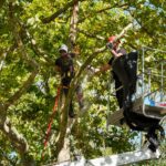 Povoa de Varzim Municipio inicia poda seletiva e limpeza de mais de mil arvores em todo o concelho