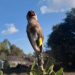 Valongo GNR detem homem de 73 anos em flagrante por captura ilegal de aves protegidas e1793014603262