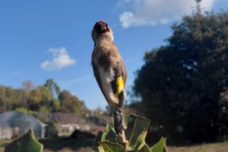 Valongo GNR detem homem de 73 anos em flagrante por captura ilegal de aves protegidas e1793014603262