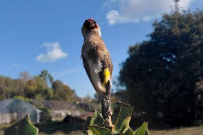 Valongo GNR detem homem de 73 anos em flagrante por captura ilegal de aves protegidas e1793014603262