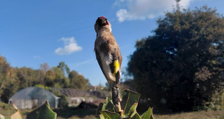 Valongo GNR detem homem de 73 anos em flagrante por captura ilegal de aves protegidas e1793014603262