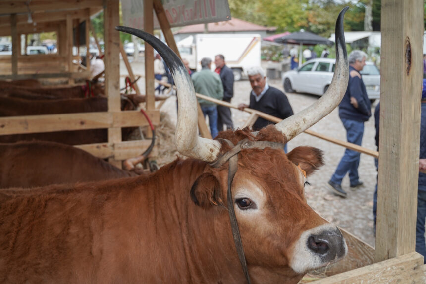 Vila Verde Feiras Novas do Pico de Regalados celebram mais de cinco seculos de tradicao