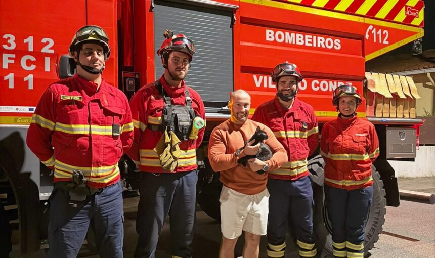 Vila do Conde Bombeiros salvam gato preso em arvore e promovem acao pedagogica na freguesia de Arvore e1792064286765