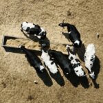vacas vacaria braga