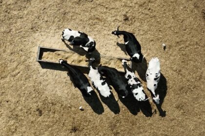 vacas vacaria braga
