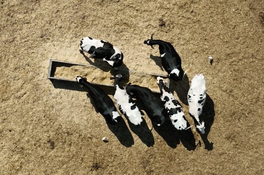 vacas vacaria braga